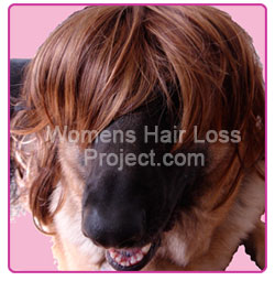 hair loss can quicly become an obsession - I envy my dog's hair